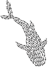 Whale Shark