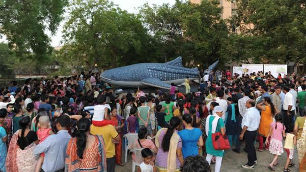 Whaleshark Show