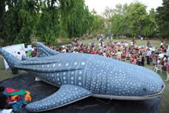 Whale Shark Show